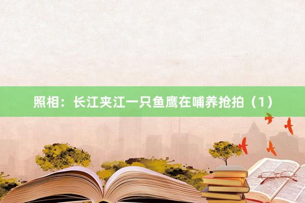 照相：长江夹江一只鱼鹰在哺养抢拍（1）
